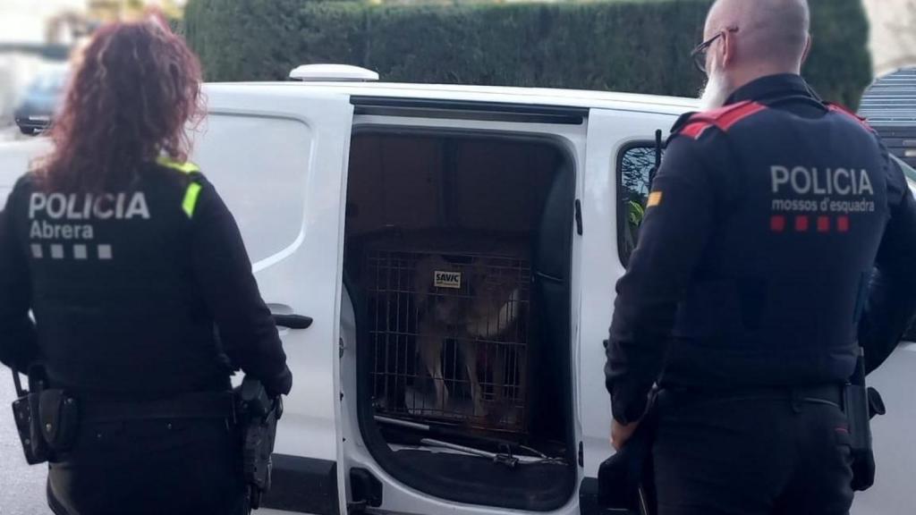 Agentes de la Policía Local de Abrera y de los Mossos d'Esquadra, junto a los perros