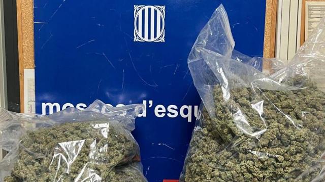 Bolsas de marihuana intervenidas por los Mossos