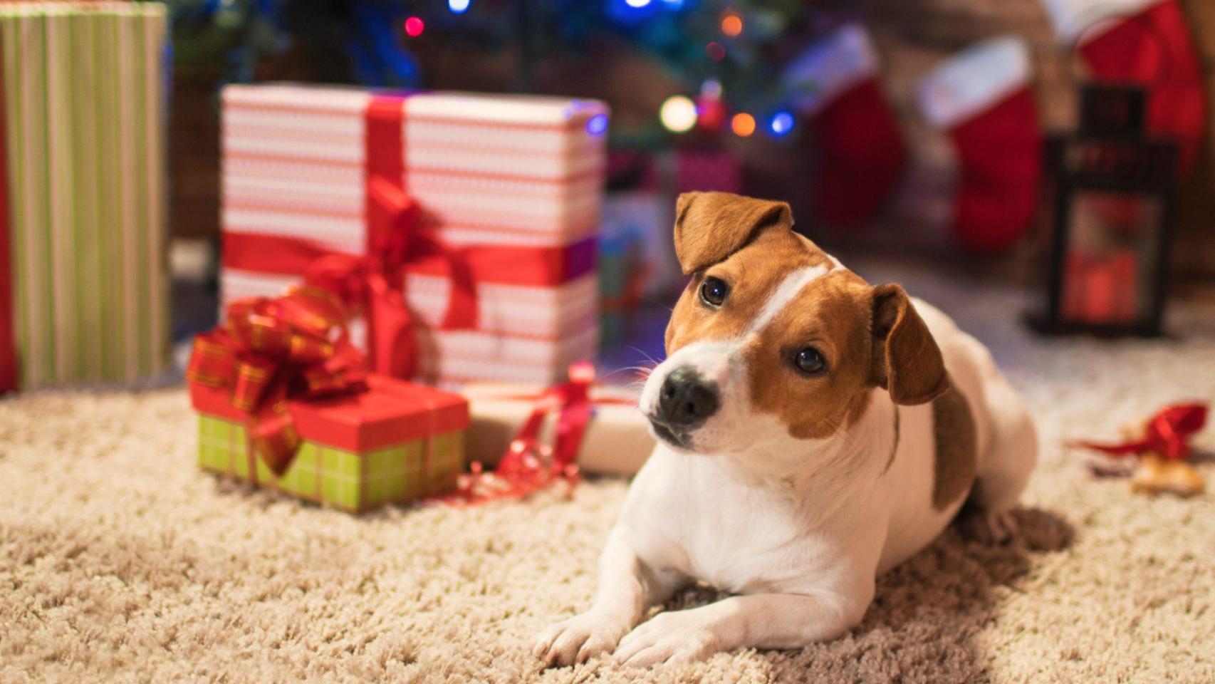 Imagen de archivo de un perrito en Navidad