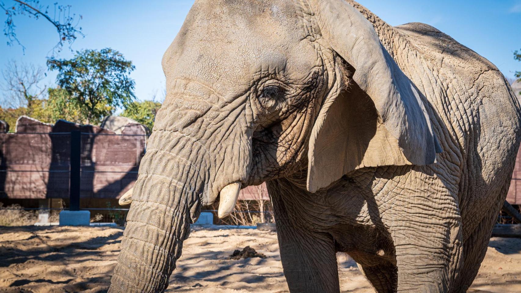 Muere en Barcelona la elefanta africana Yoyo, la más longeva del mundo