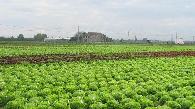 Los agricultores del Parc Agrari piden más recursos económicos