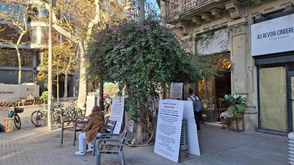 Buguenvíl·lea davant de la floristeria