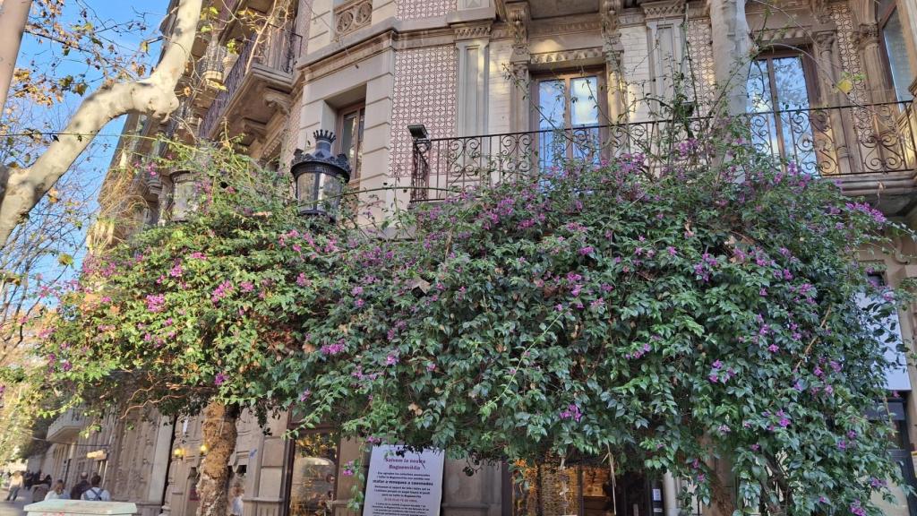 Buguenvíl·lea de rambla Catalunya, davant de la floristeria de Maria Ponsà