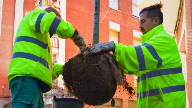 Los operarios de Viladecans plantarán 450 árboles antes de primavera