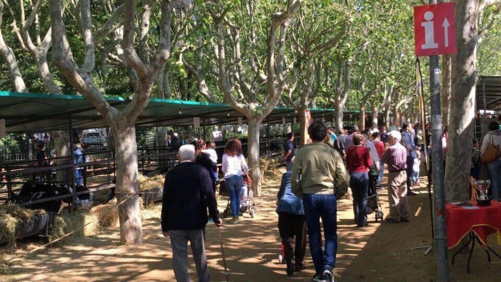 Mercadillo en Cardedeu