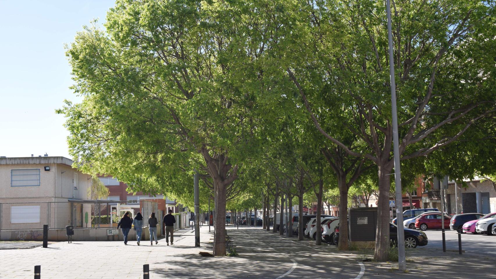 Árboles plantados en Viladecans