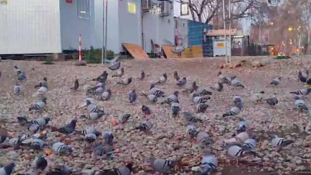 Las palomas infestan un solar de La Verneda