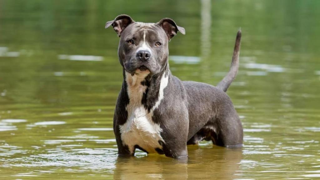 Un perro American Staffordshire