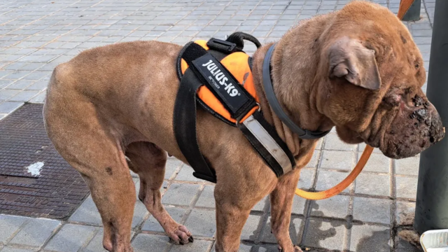 La perra maltratada y rescatada en Sant Adrià de Besòs