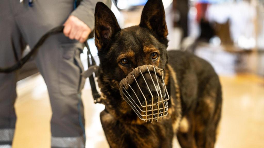 Uno de los perros de la Unidad Canina K-9 de Securitas en el metro de Barcelona