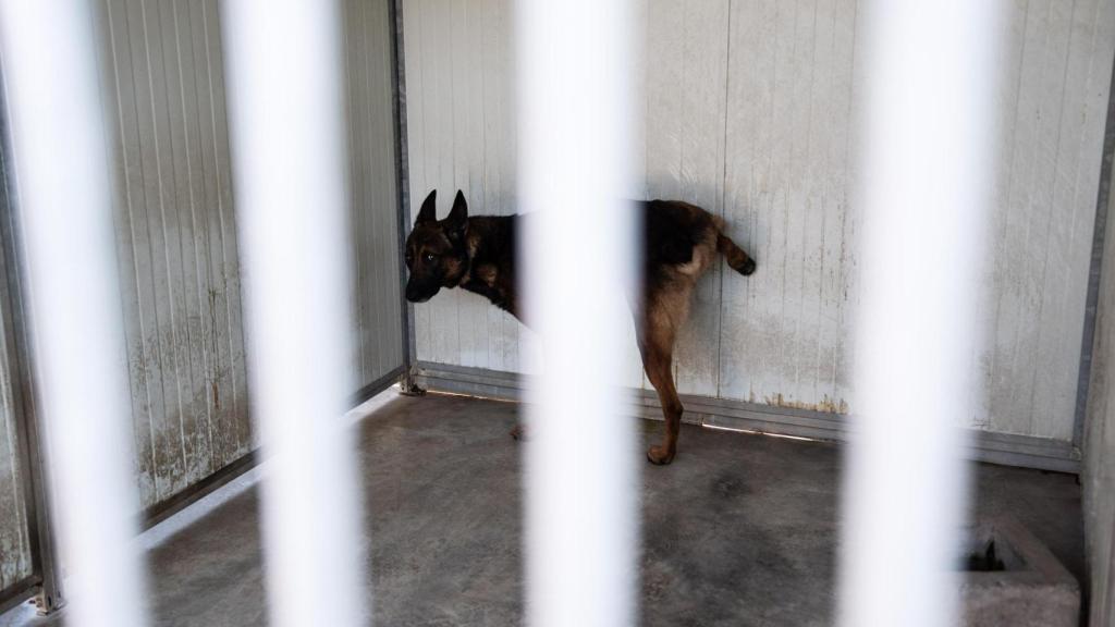 Uno de los perros de la unidad canina K-9 de Securitas del metro de Barcelona