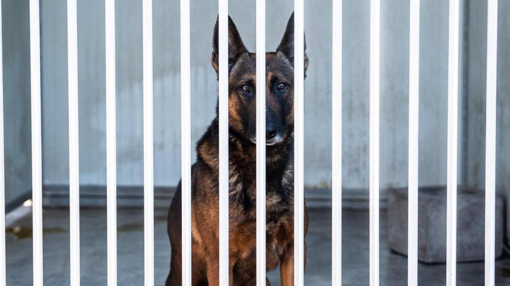 Uno de los perros de la Unidad Canina K-9 de Securitas en el metro de Barcelona