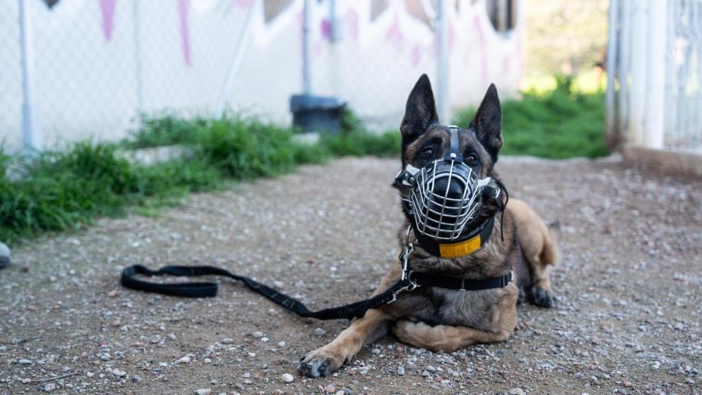 Uno de los perros de la unidad canina del metro de Barcelona