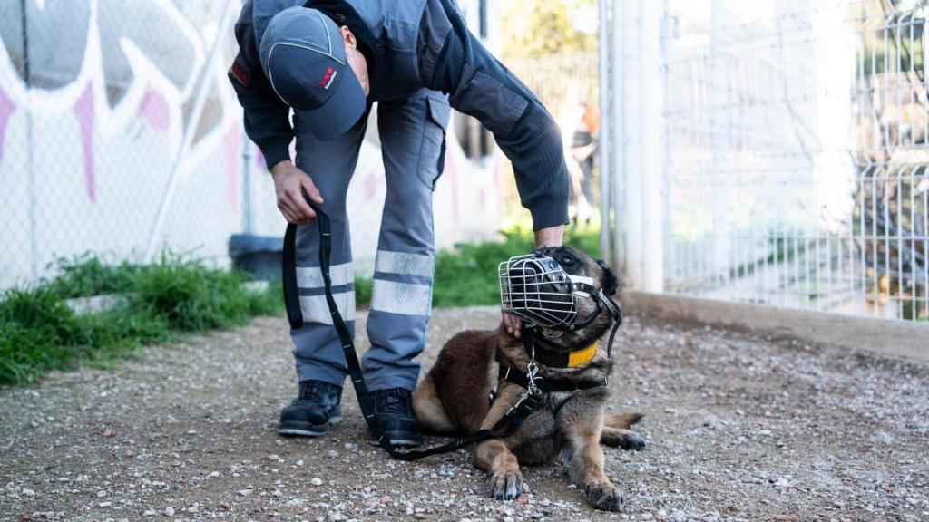 Unidad Canina K-9 de Securitas en el metro de Barcelona