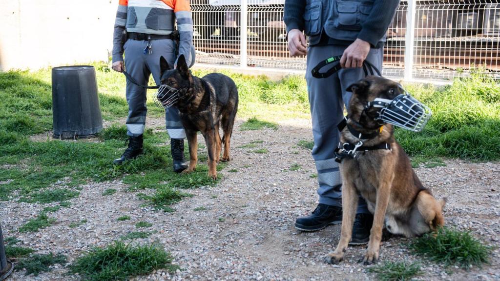 Unidad Canina K-9 de Securitas en el metro de Barcelona