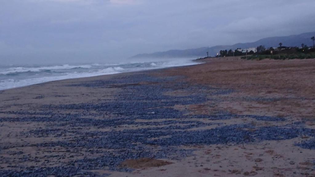 Las medusas en la playa de Gavà