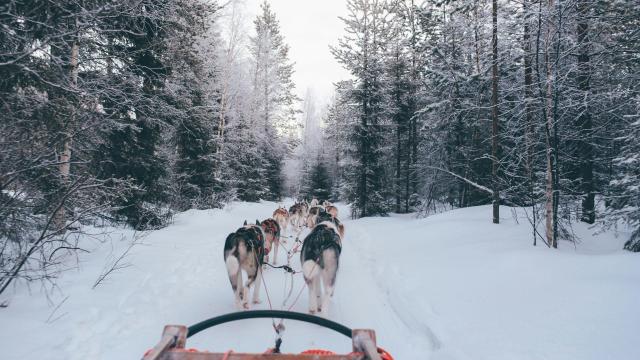 Trineos tirados por perros en Andorra