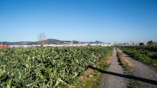 Un campo en el Parc Agrari del Baix Llobregat
