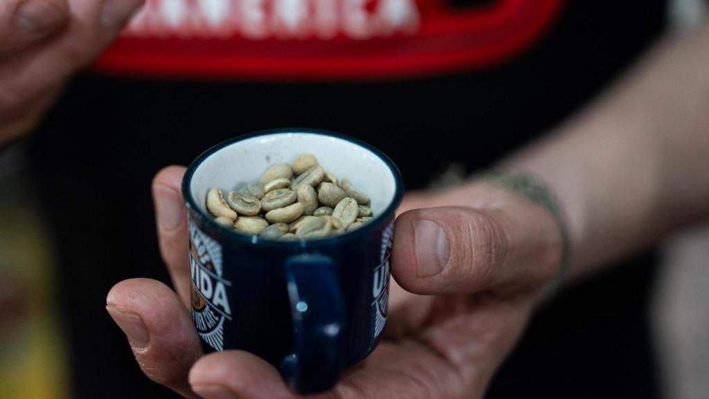 Granos de café sin tostar de la cafetería 'Parcelona' de Poblenou