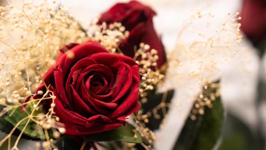 Rosas de Sant Jordi de la floristería María Ponsà Flors