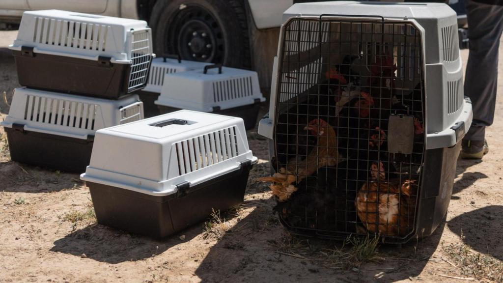 Animales inacutados tras el desalojo