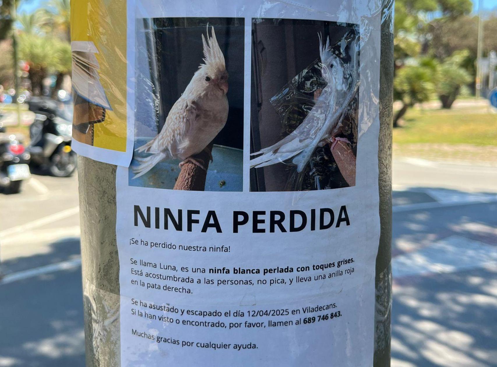 Cartel con información sobre Luna, una ninfa perdida en Viladecans