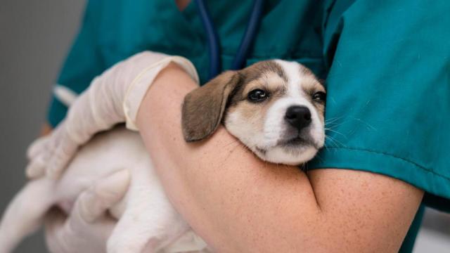 Veterinarios y familias con mascotas se plantan contra la ley del medicamento: concentración el 10 de mayo