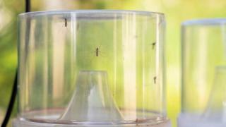 Trampas contra el mosquito tigre en Barcelona