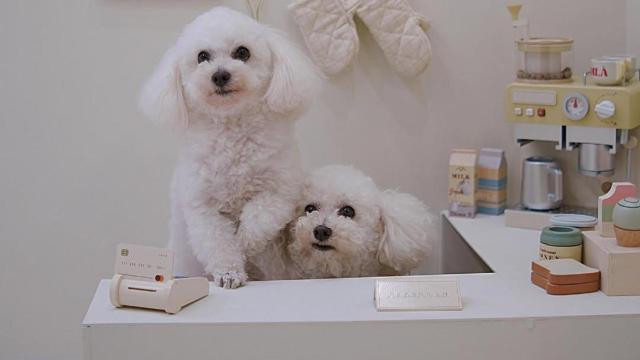 Abre en Gràcia la primera cafetería para perros: 'dogguccinos', cócteles y piruletas de carne