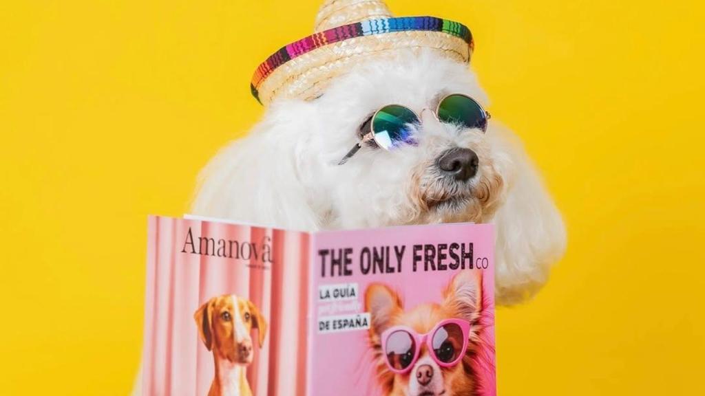 Perro fotografiado en Voilà Concept Store de Barcelona
