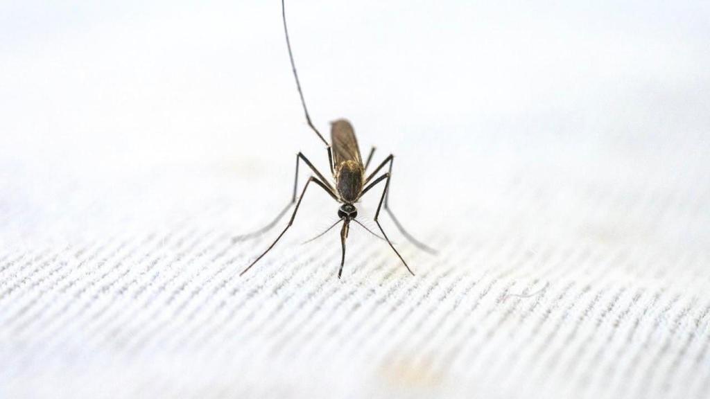 Imagen de un mosquito