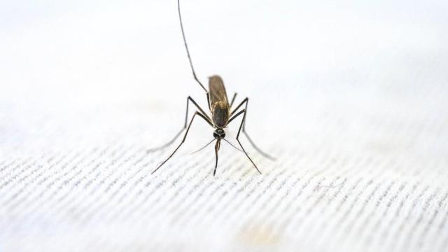 Imagen de un mosquito
