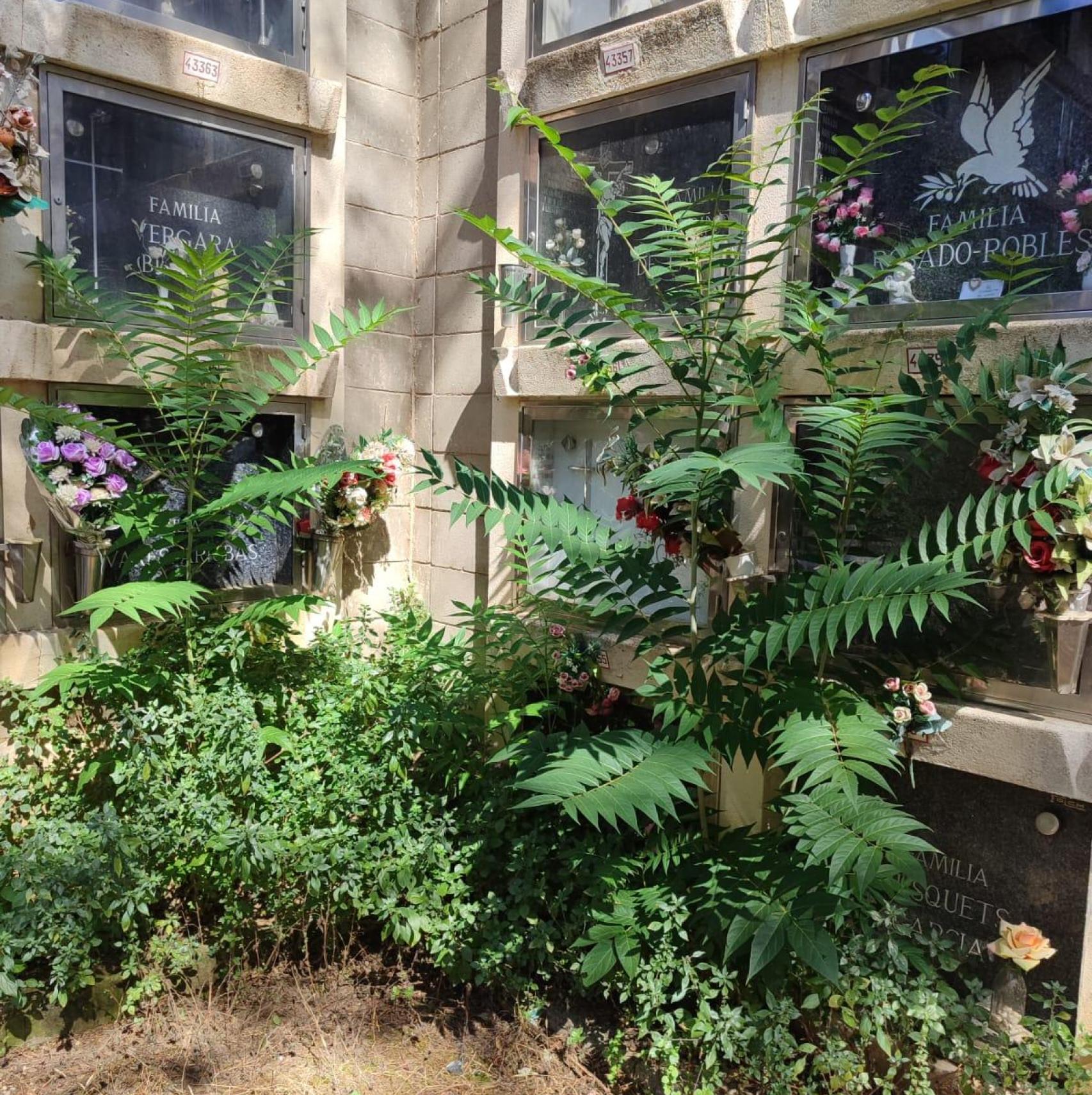 Estado de las plantas del cementerio de Collserola de Barcelona hace unos días