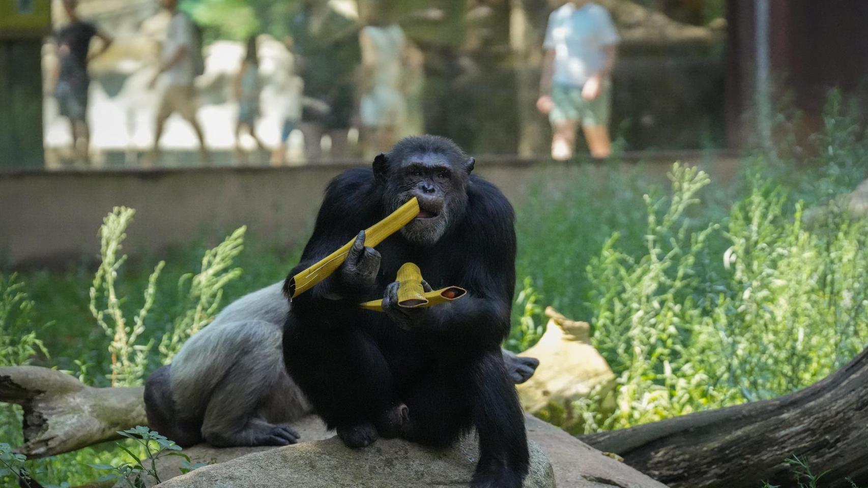Helados de gusanos y fruta congelada: el Zoo de Barcelona reactiva su plan para refrescar a los animales