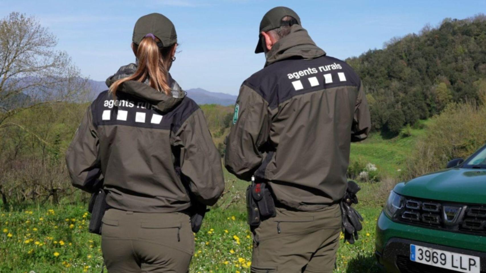 Agents Rurals liberan en Barcelona casi un millar de pájaros fringílidos capturados por furtivos