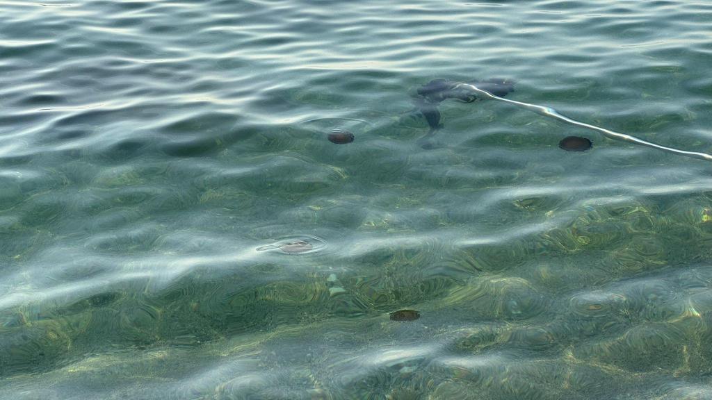 Medusas huevo frito en la playa del Pont del Petroli de Badalona