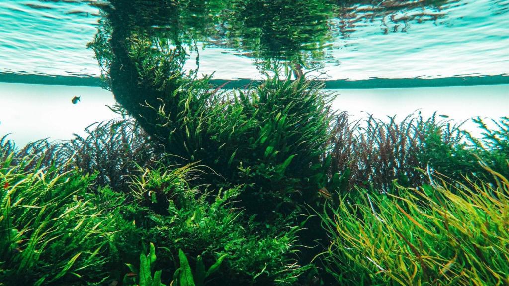 Posidonia en imagen de archivo