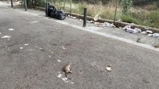 Indignación vecinal por la basura y el abandono de una calle de La Mina: "Esto es un parque temático de ratas"